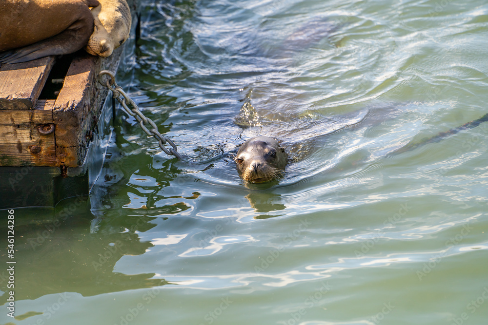 A sea lion swims in the San Francisco Bay. A sea lion swims in the San Francisco Bay.
