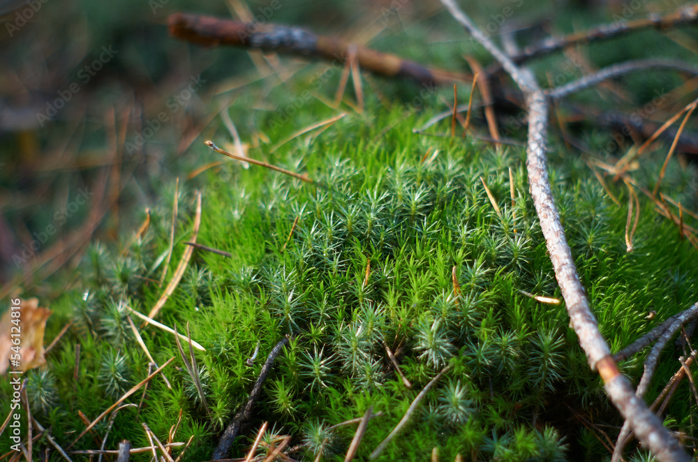 Beautiful green moss on the floor, moss closeup, macro. Beautiful background of moss for wallpaper. Greens in the fores Beautiful green moss on the floor, moss closeup, macro. Beautiful background of moss for wallpaper. Greens in the fores