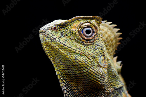 The detail of a forest dragon lizard photo