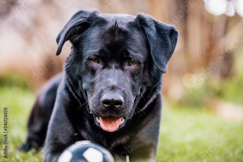 Happy black labrador retriever lying on a grass with ball