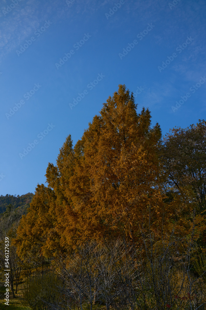 Fototapeta premium 紅葉した山の風景