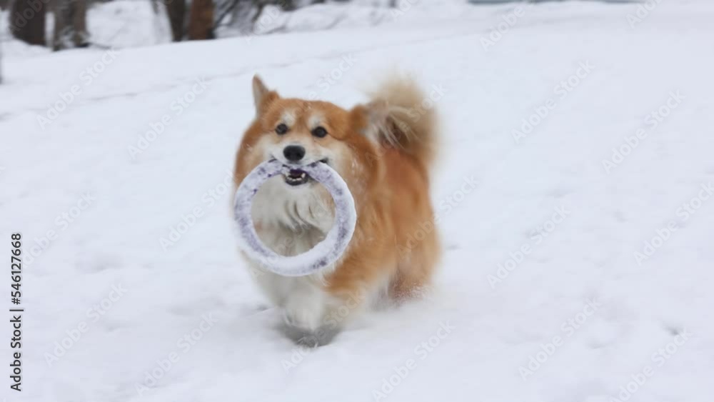corgi fluffy dog playing with ring toy on a snow corgi fluffy dog playing with ring toy on a snow