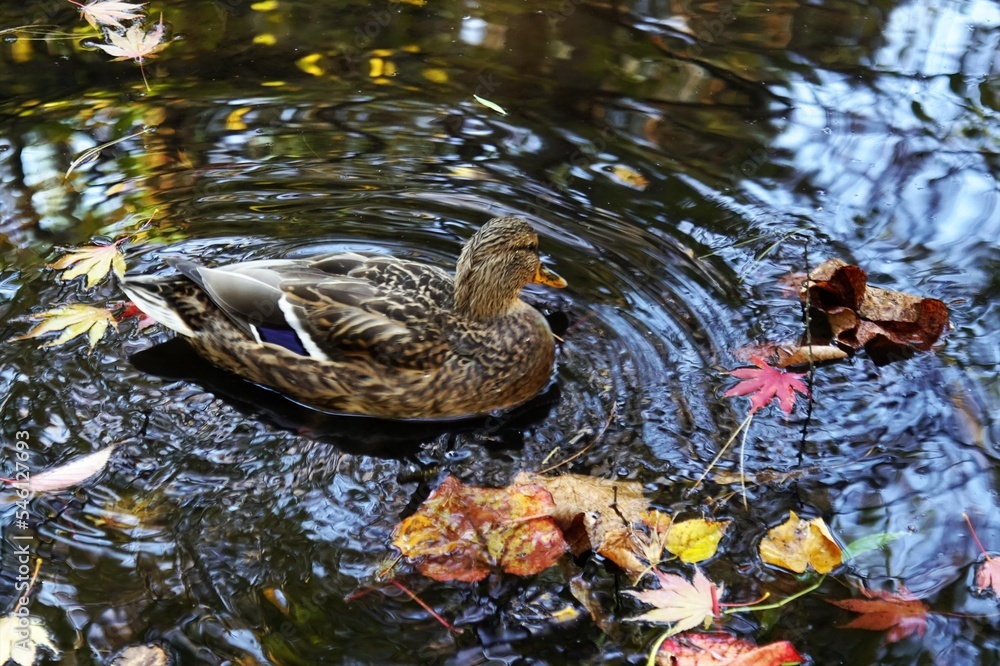 可愛い渡り鳥 Stock Photo Adobe Stock