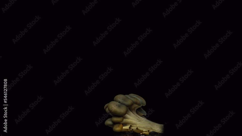 Growing oyster mushrooms rising from soil time lapse 4k footage. Growing oyster mushrooms rising from soil time lapse 4k footage.