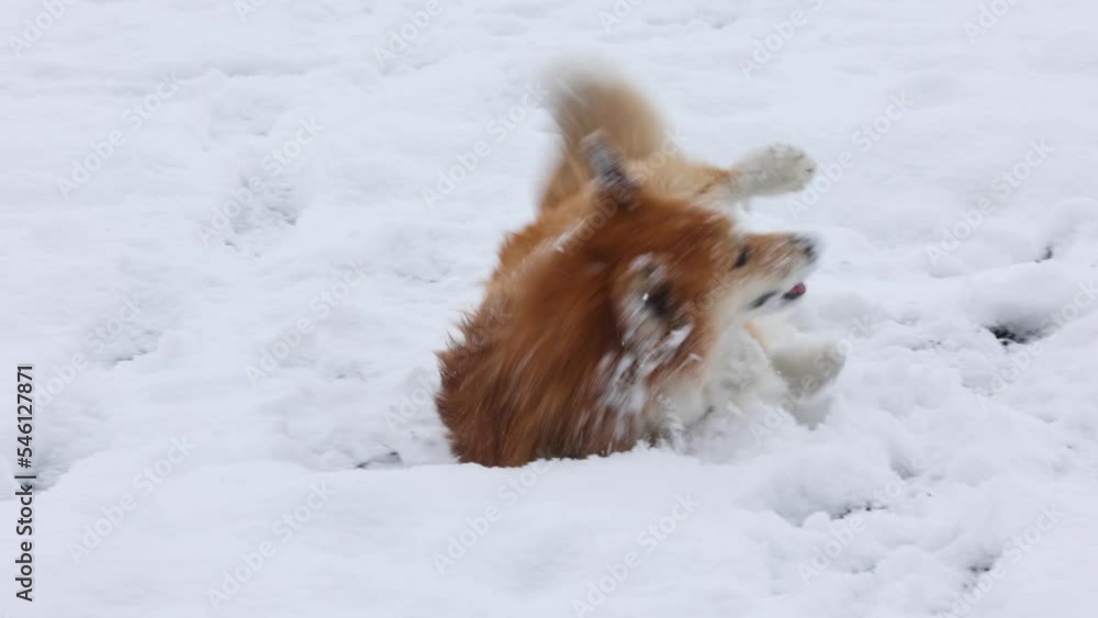 corgi fluffy dog playing with ring toy on a snow corgi fluffy dog playing with ring toy on a snow