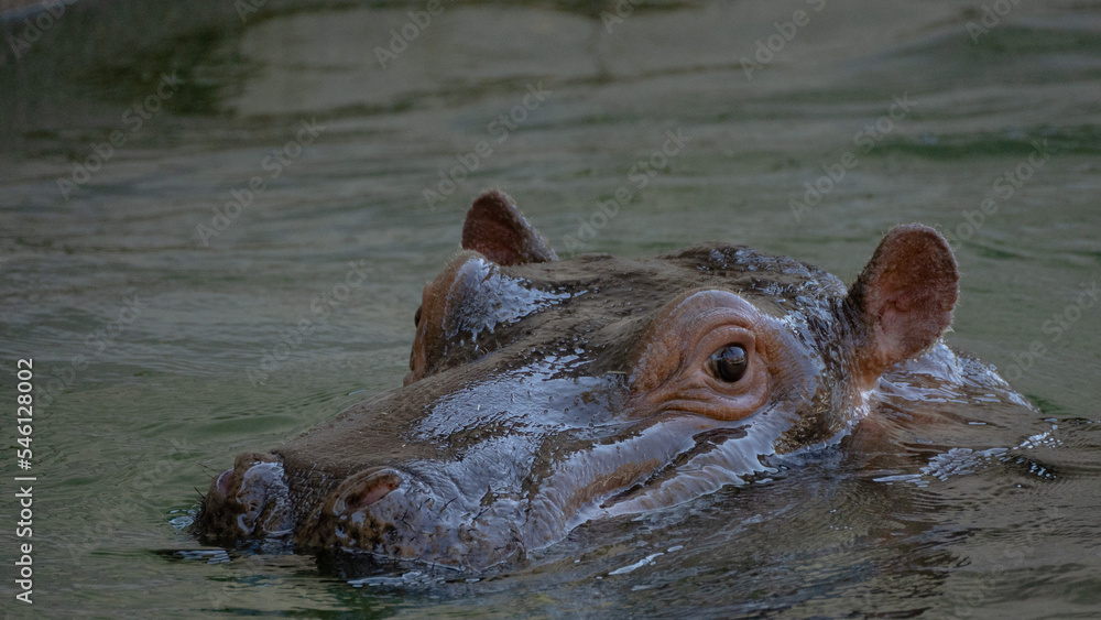 Fototapeta premium 動物園で水浴びや遊びをするカバ