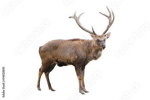 The spotted deer, chital deer, or axis deer with huge horns is isolated on white background. Deer close up full lenght.