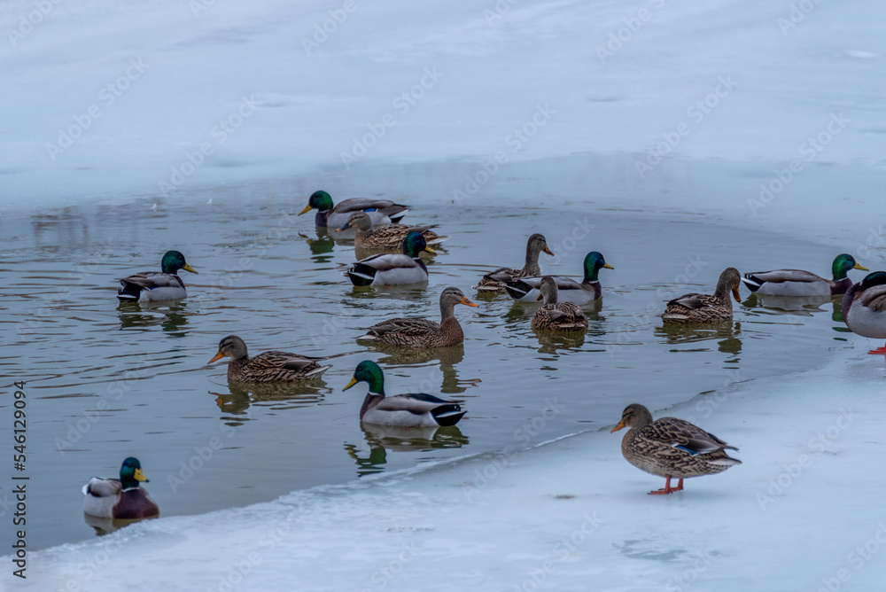 Fototapeta premium Mallards On A Partially Frozen Pond In January