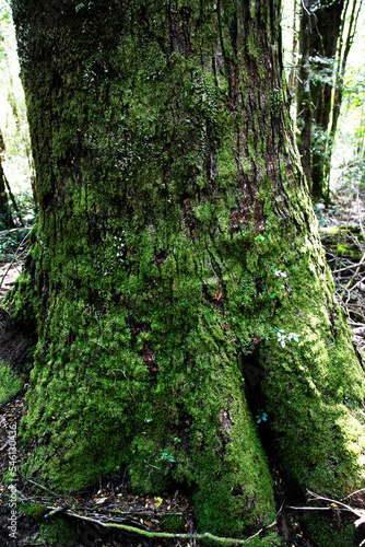 moss on tree