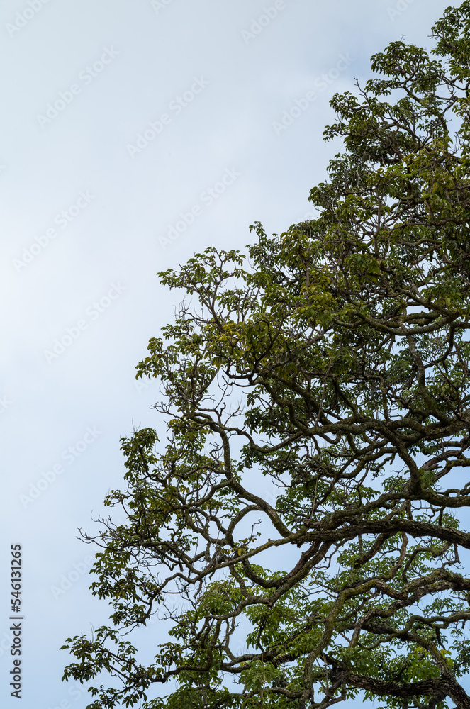 Profile View of Autumn Gray Sky and Green Tree Leaves. Profile View of Autumn Gray Sky and Green Tree Leaves.