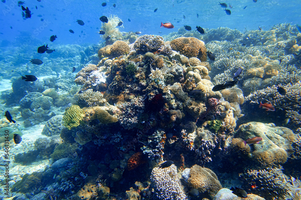 Fototapeta premium Indonesia Alor Island - Marine life coral reef with tropical fish