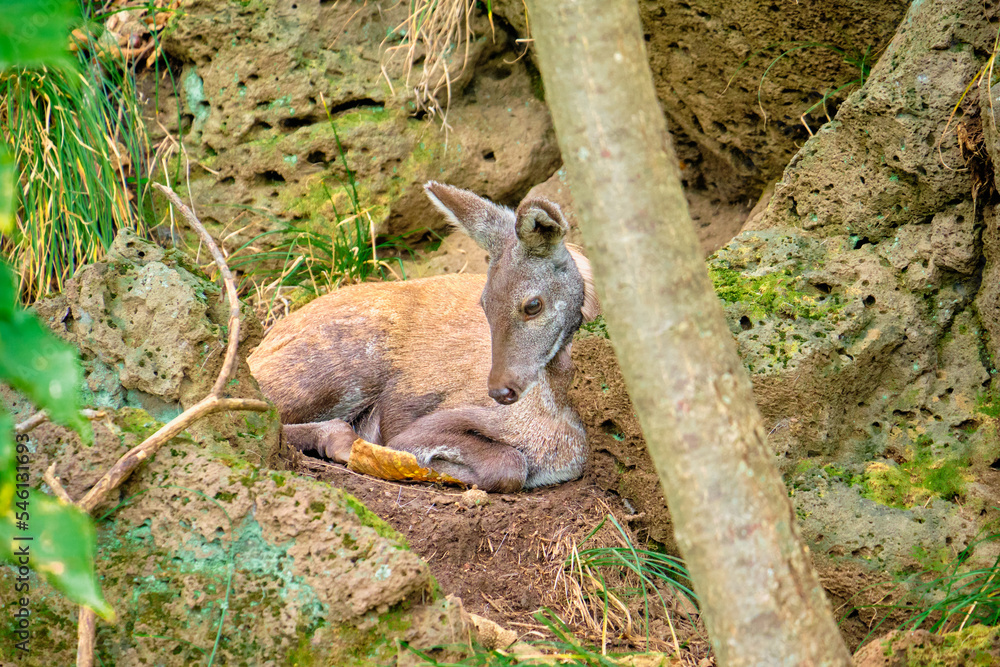 Musk deer lies on the rocks in the Seaside Safari Park. Musk deer lies on the rocks in the Seaside Safari Park.
