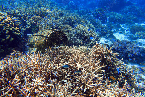 Valokuva Indonesia Alor Island - Marine life Coral reef with fish trap