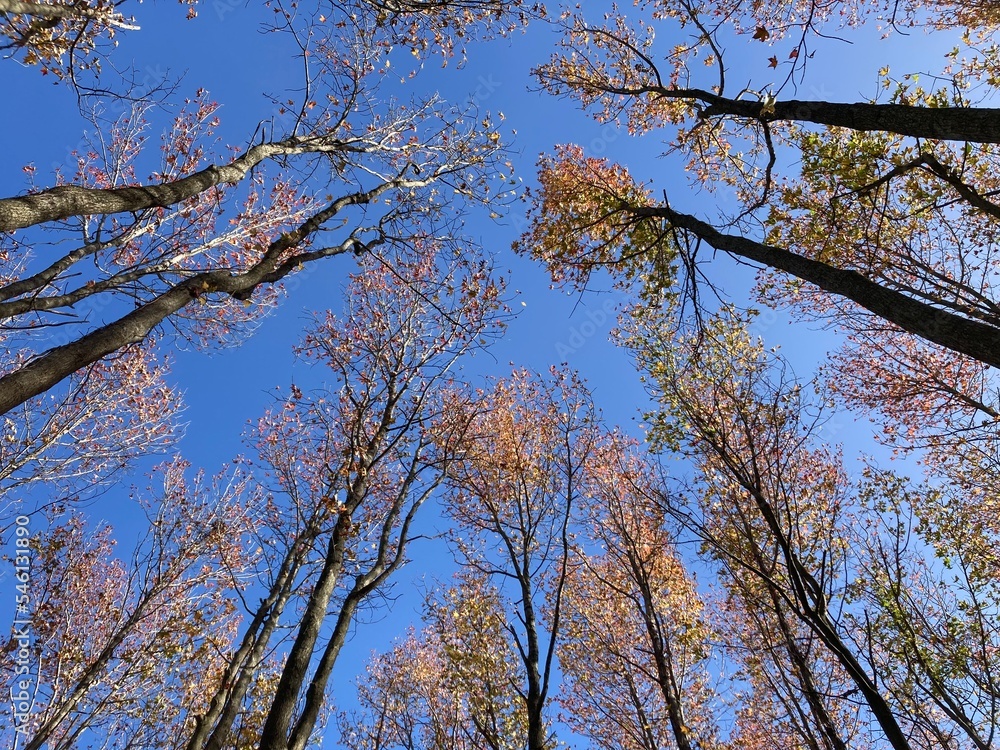 treetop fall foliage treetop fall foliage