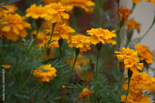 yellow flowers in the garden