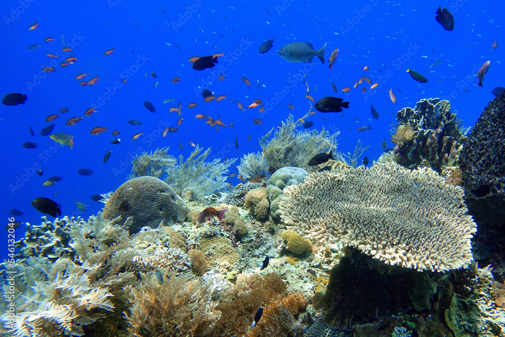 Fototapeta premium Indonesia Alor Island - Marine life coral reef with tropical fish
