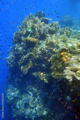 Indonesia Alor Island - Marine life coral reef with tropical fish © Marko