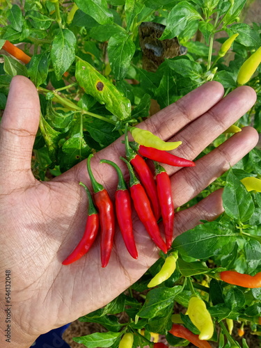 A farmer's hand holds some fresh red chilies after being picked. The benefits of red chili include increasing the body's immunity, preventing cancer and relieving pain