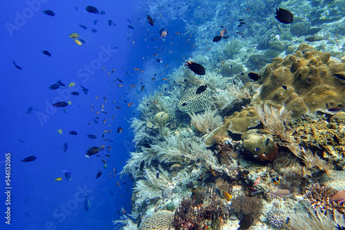 Fototapeta Naklejka Na Ścianę i Meble -  Indonesia Alor Island - Marine life coral reef with tropical fish