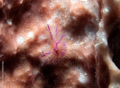 A Pink hairy squat lobster also known as Fairy crab Boracay Island Philippines © Paulo Violas
