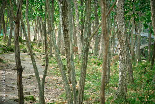 Spotted deer in the forest in the Seaside Safari Park.