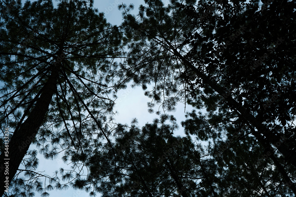 Fototapeta premium Tall trees, picture was taken in Guatemala