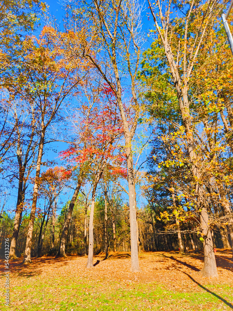 Naklejka premium autumn in the park