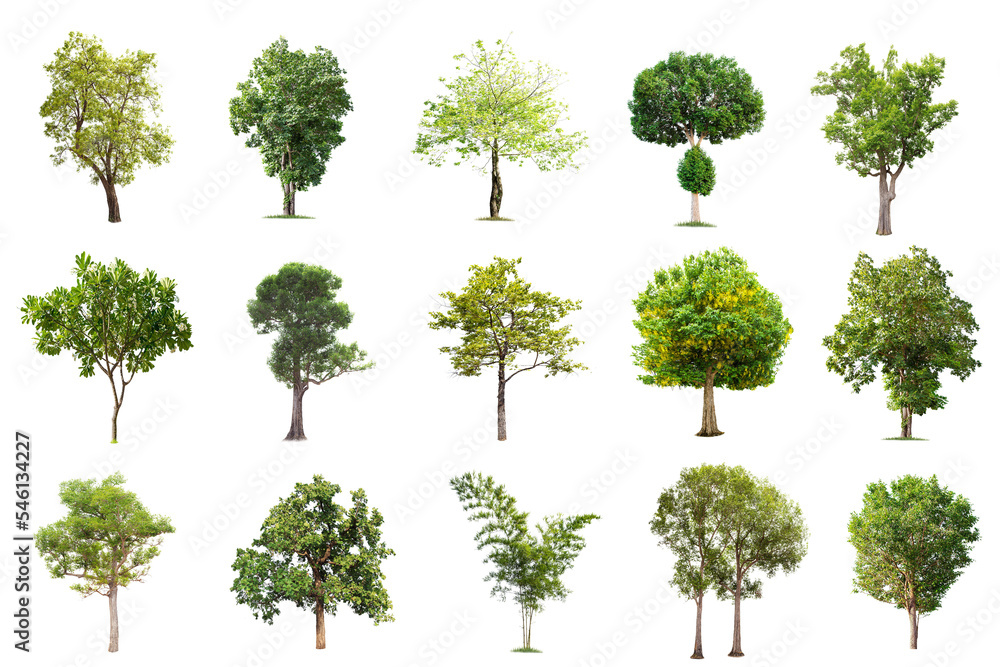 Isolated big tree on white background ,The collection of trees.Large trees database Botanical garden organization elements of Asian nature in Thailand, tropical trees isolated used for design, Isolated big tree on white background ,The collection of trees.Large trees database Botanical garden organization elements of Asian nature in Thailand, tropical trees isolated used for design,