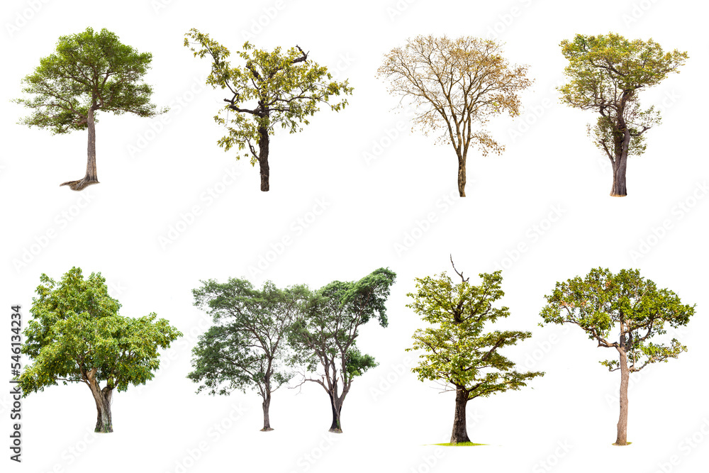 Isolated big tree on white background ,The collection of trees.Large trees database Botanical garden organization elements of Asian nature in Thailand, tropical trees isolated used for design, Isolated big tree on white background ,The collection of trees.Large trees database Botanical garden organization elements of Asian nature in Thailand, tropical trees isolated used for design,