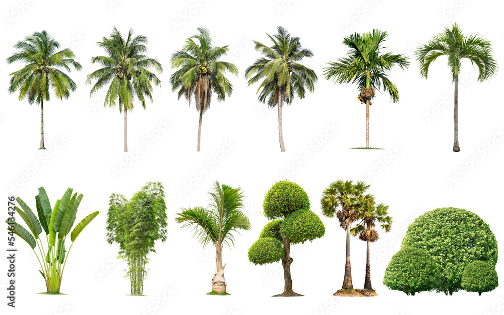 Isolated big tree on white background