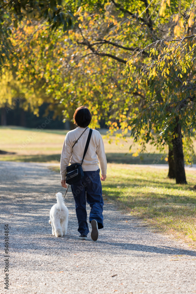 秋の公園で犬の散歩をする女性 秋の公園で犬の散歩をする女性