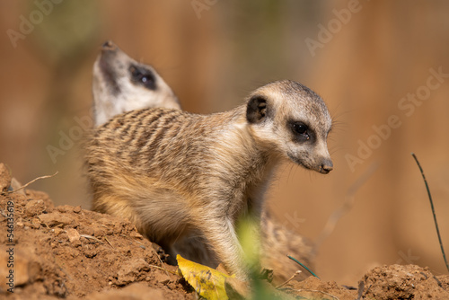 Two Meerkats sitting next to each other on a rock side on to us one looking to left the other to right. © Tatiana Kashko