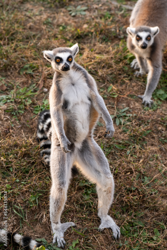 Obraz premium A rare shot of the Lemur standing on his tail during the sunset waiting for people to throw food