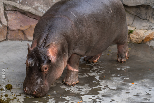 Baby hippo out of the water. The mammal smells ground in search of food. Photo of herbivore. Animal photo