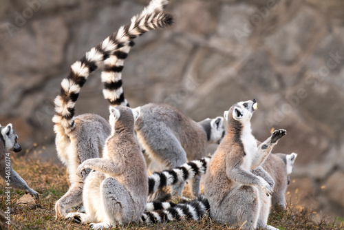Family of ringtailed lemur, Lemur catta, walking on the ground with their tails up waiting for the food © Tatiana Kashko