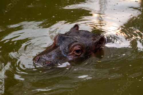Hippo isolated lurking out of water
