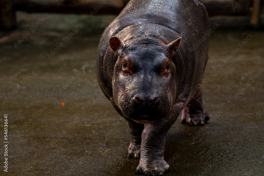 The pygmy hippopotamus (Choeropsis liberiensis or Hexaprotodon liberiensis) is a small hippopotamid which is native to the forests and swamps of West Africa.