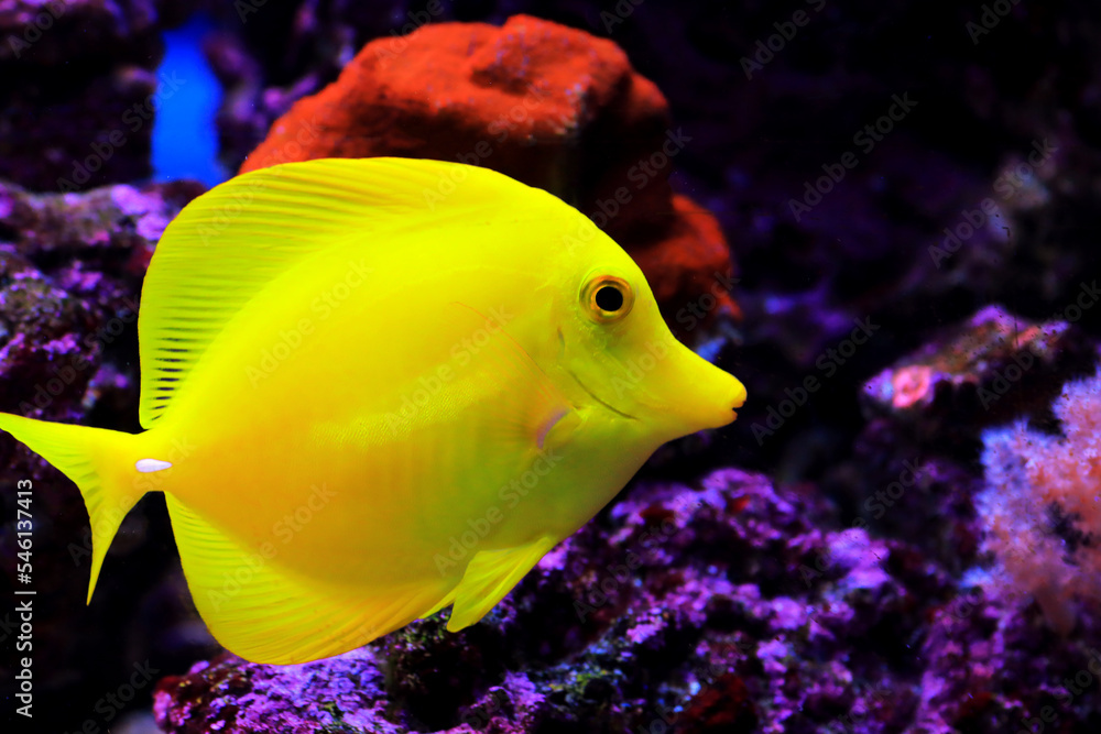 Yellow tang fish - Zebrasoma Flavescens Yellow tang fish - Zebrasoma Flavescens