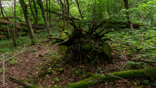 An old fallen tree covered with moss lies in a forest surrounded by shrubs. Sochi, Russia.
