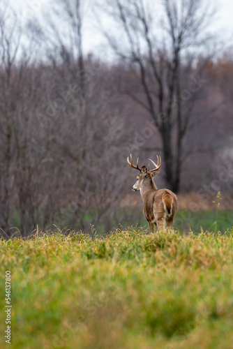 White-tailed deer buck (odocoileus virginianus) in a field walking away