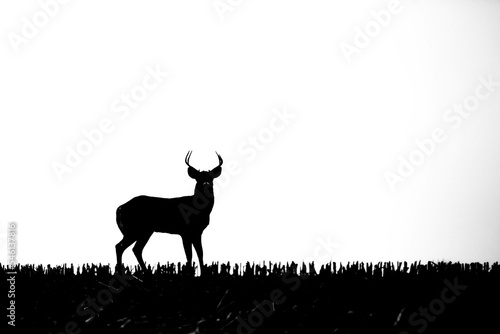 White-tailed deer buck (odocoileus virginianus) silhouette in a Wisconsin cornfield © mtatman