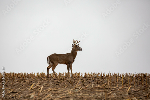Fotobehang White-tailed deer buck (odocoileus virginianus) standing in a Wisconsin cornfiel