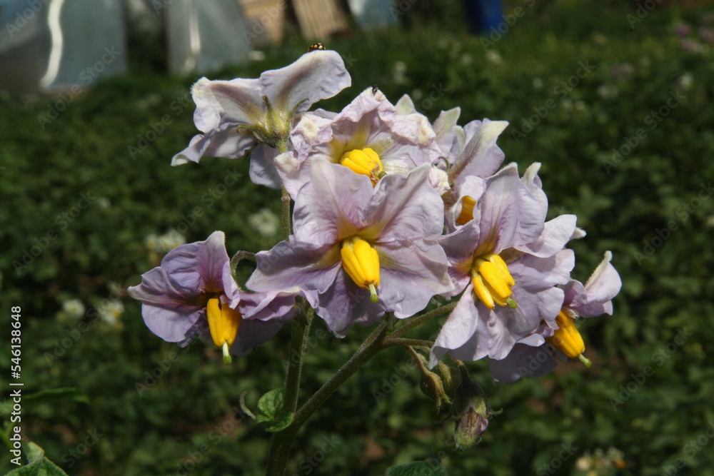 flowers in the garden flowers in the garden