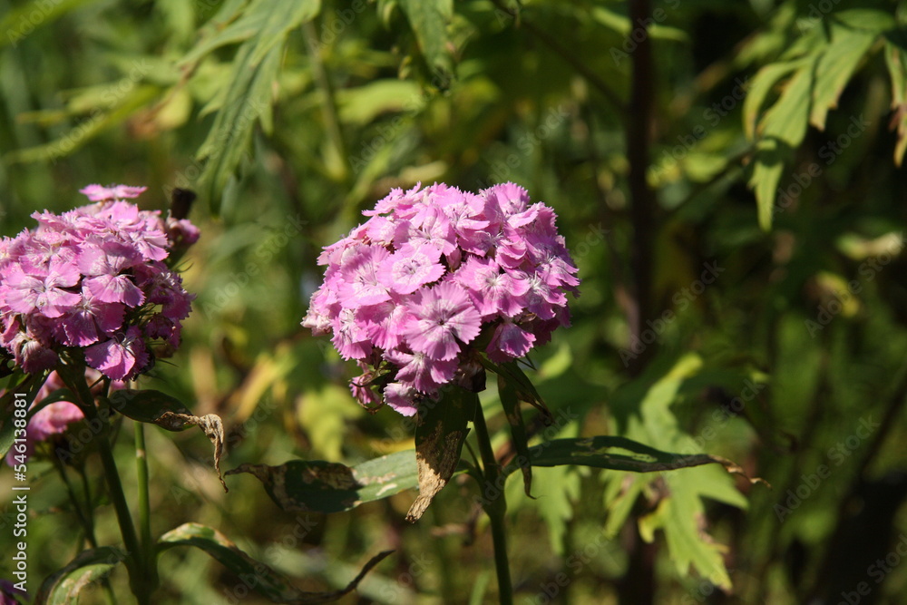 flowers in the garden