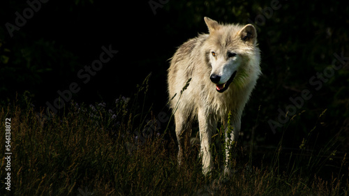 Foto Lone Wolf