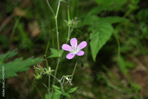 flowers in the garden