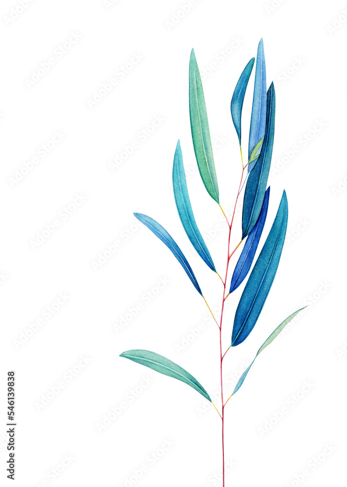 EUCALYPTUS, EUCALYPTUS PNG, EUCALYPTUS WATERCOLOR PNG WATERCOLOR
