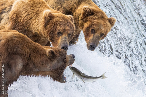 Wild coastal brown bear catching fish in the river by Brooks Falls in Katmai National Park (Alaska). 