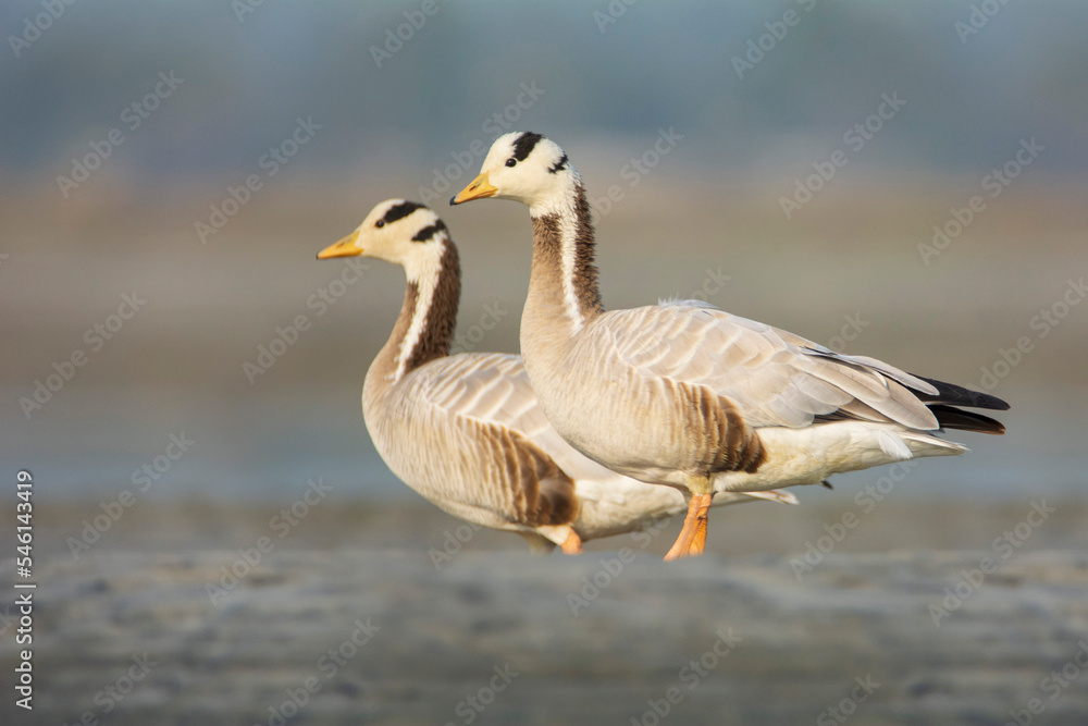 Bar-headed Goose  on the beach