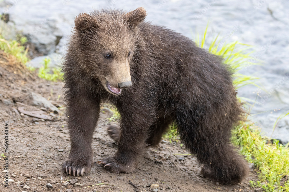 A wild brown bear cub in Katmai National Park (Alaska). A wild brown bear cub in Katmai National Park (Alaska).